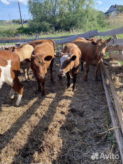 Телки продаю