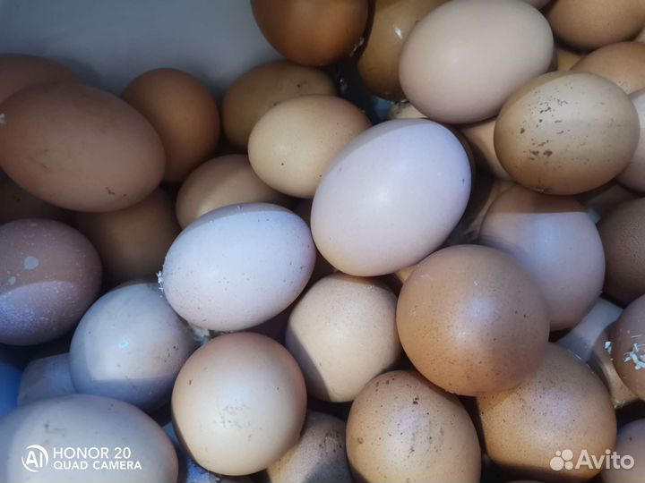 Домашние куриные яйца