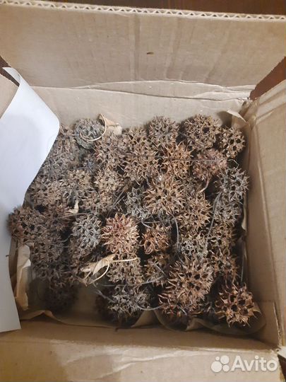 Шишки(плоды) Амбрового дерева и листья Могнолии