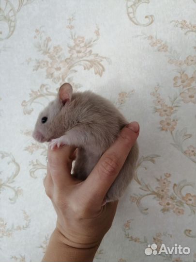 Хомяк сирийский мальчик