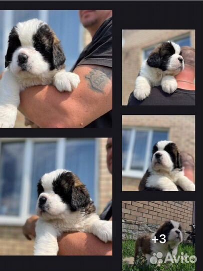 Щенки сенбернара