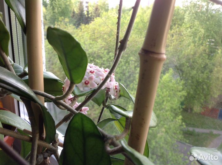 Хойя взрослая цветущая