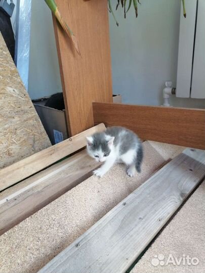 Кошки в добрые руки бесплатно