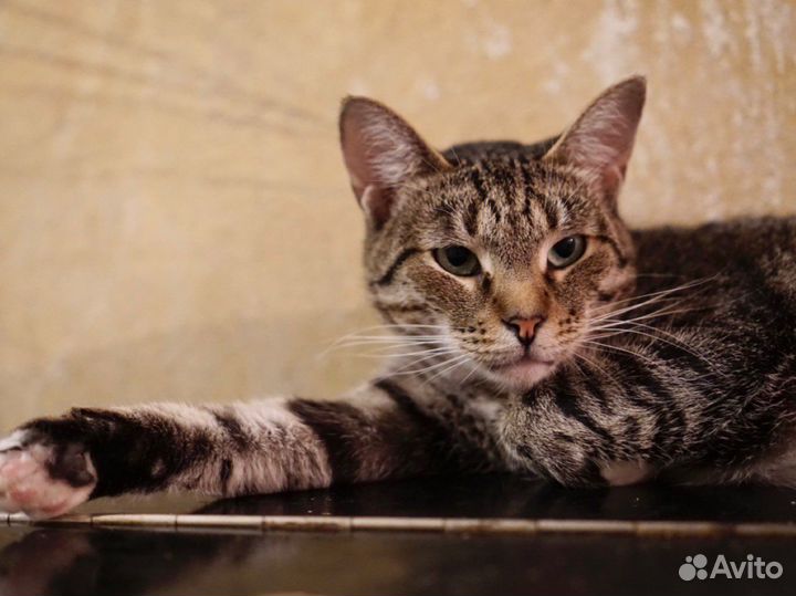 Анфиса терпеливым людям