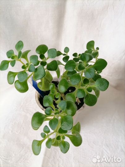 Эписция, филодендрон, аихризон