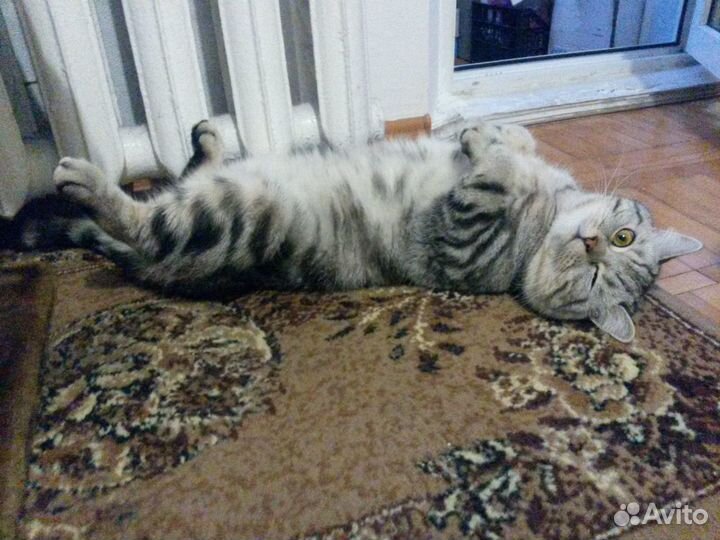 Вязка.Шотландский Скоттиш страйт