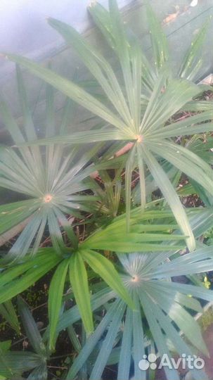 Пальма веерная