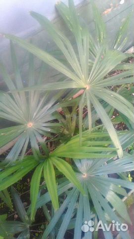 Пальма веерная