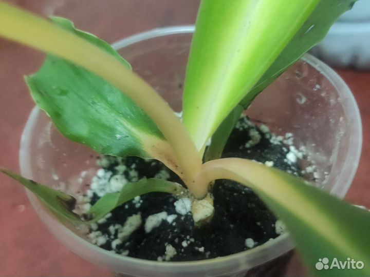 Хлорофитум оранж