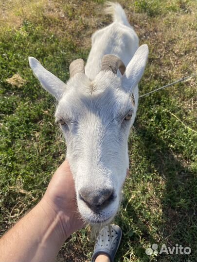 Козы дойные