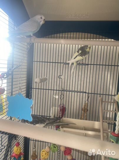 Сладкая парочка с клеткой