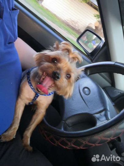 Йоркширский терьер