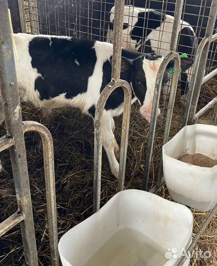 О Телята Бычки и Тёлки