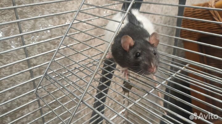 Клетка с 2 Крысами домашними