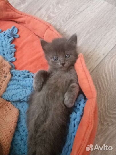 Отдам котят в добрые руки