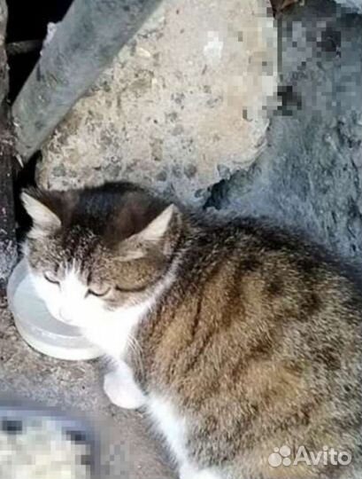 Кошка