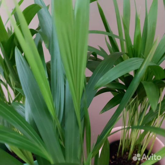 Ховея Комнатные растения