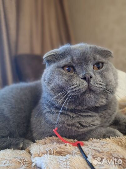 Шотландская скотиш фолд