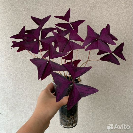 Оксалис (кислица)