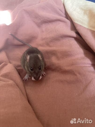 Крыса домашняя декоративная