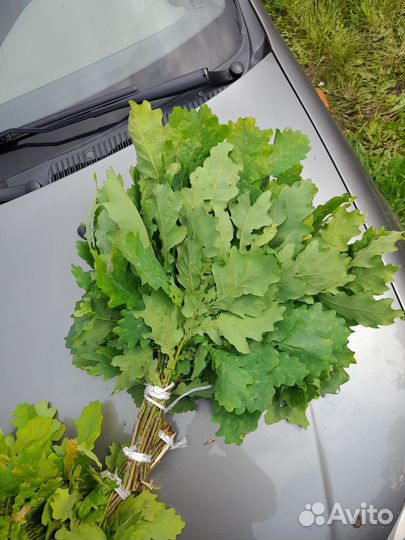 Веники для бани береза, дуб, липа