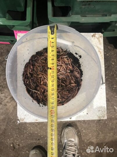 Червь дендробена