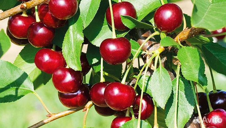 Саженцы Вишня Ашинская