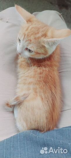 Отдам кошку в добрые руки