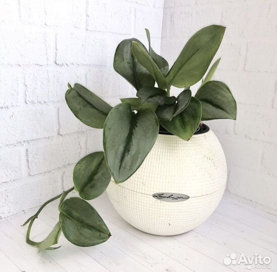 Сциндапсус мунлайт