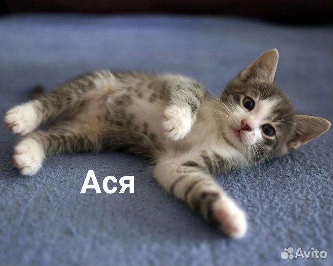 Котятам нужен дом