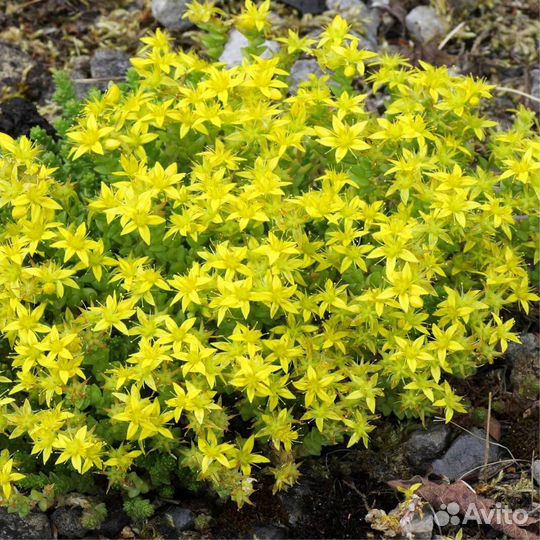 Многолетние растения для сада