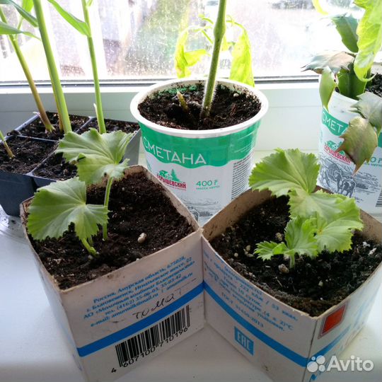 Пеларгония герань сортовая