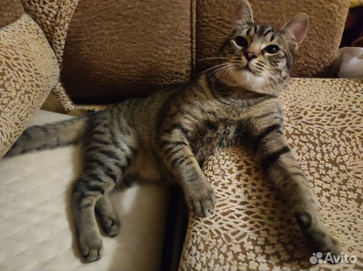 Котёнок метис сфинкса