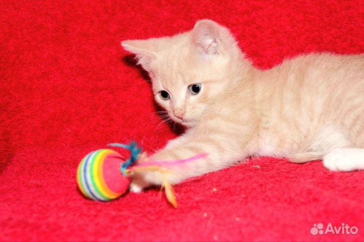 Рыжий котенок