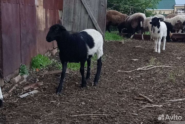Бараны от чистопородного Дорпера