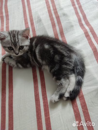 Британские мраморные котята