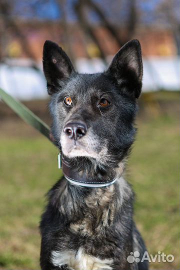 Собака Наоми из приюта Некрасовка