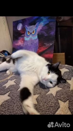 В добрые руки