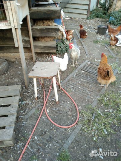 Петушки породы русская голубая