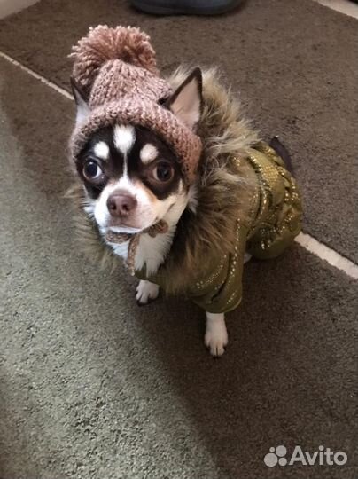 Вязка чихуахуа кобель