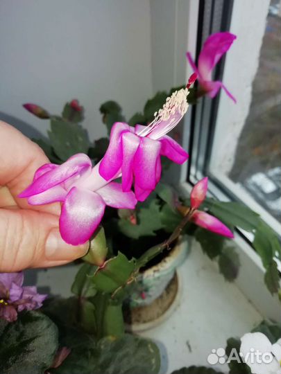 Декабрист шлюмбергера