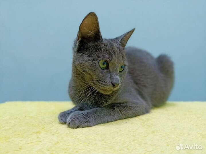 Русская голубая