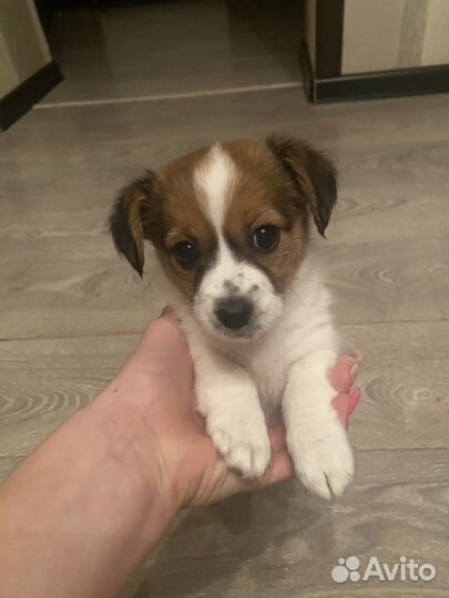 Щенки джек рассел терьер девочки