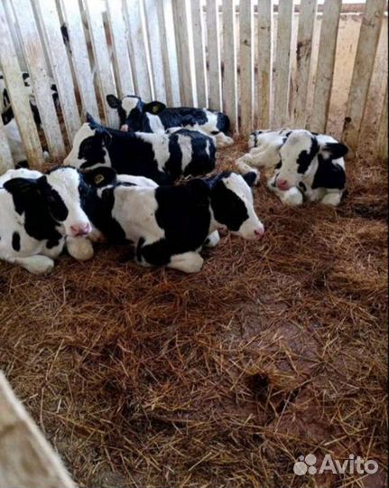 Телята бычки