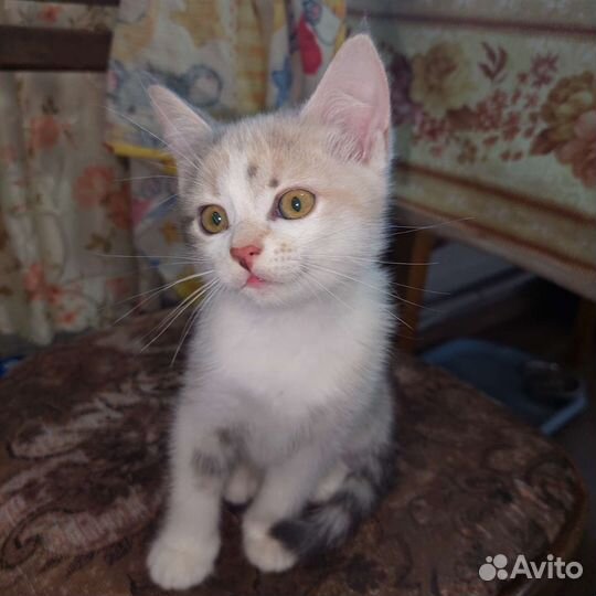 Кошки в добрые руки бесплатно