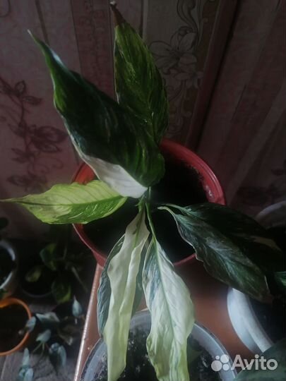 Комнатные растения