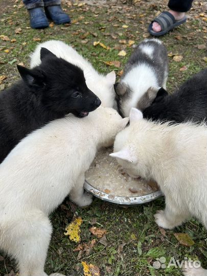 Щенки лайки