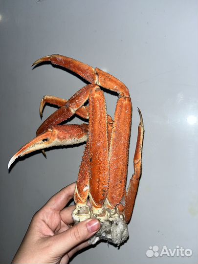 Краб стригун