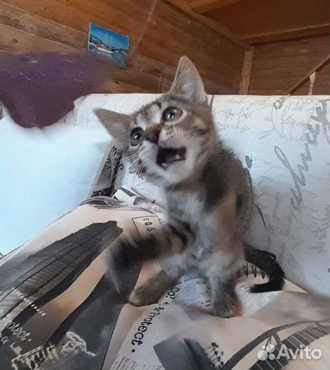 Три котёнка 2,5 мес