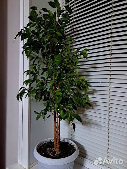 Фикус бенджамина